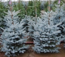 ´Copeland´ Colorado Blue Spruce